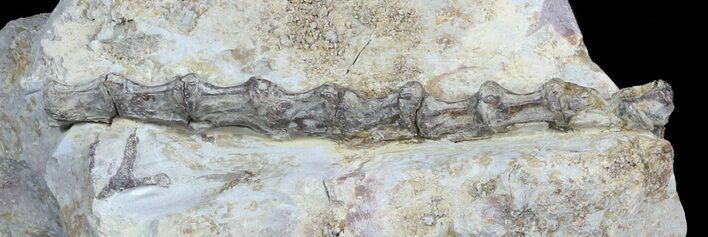 Dimetrodon Tail Section In Matrix - Texas #45671